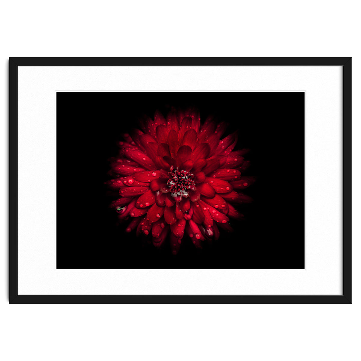 Backyard Flowers 45 Color Version