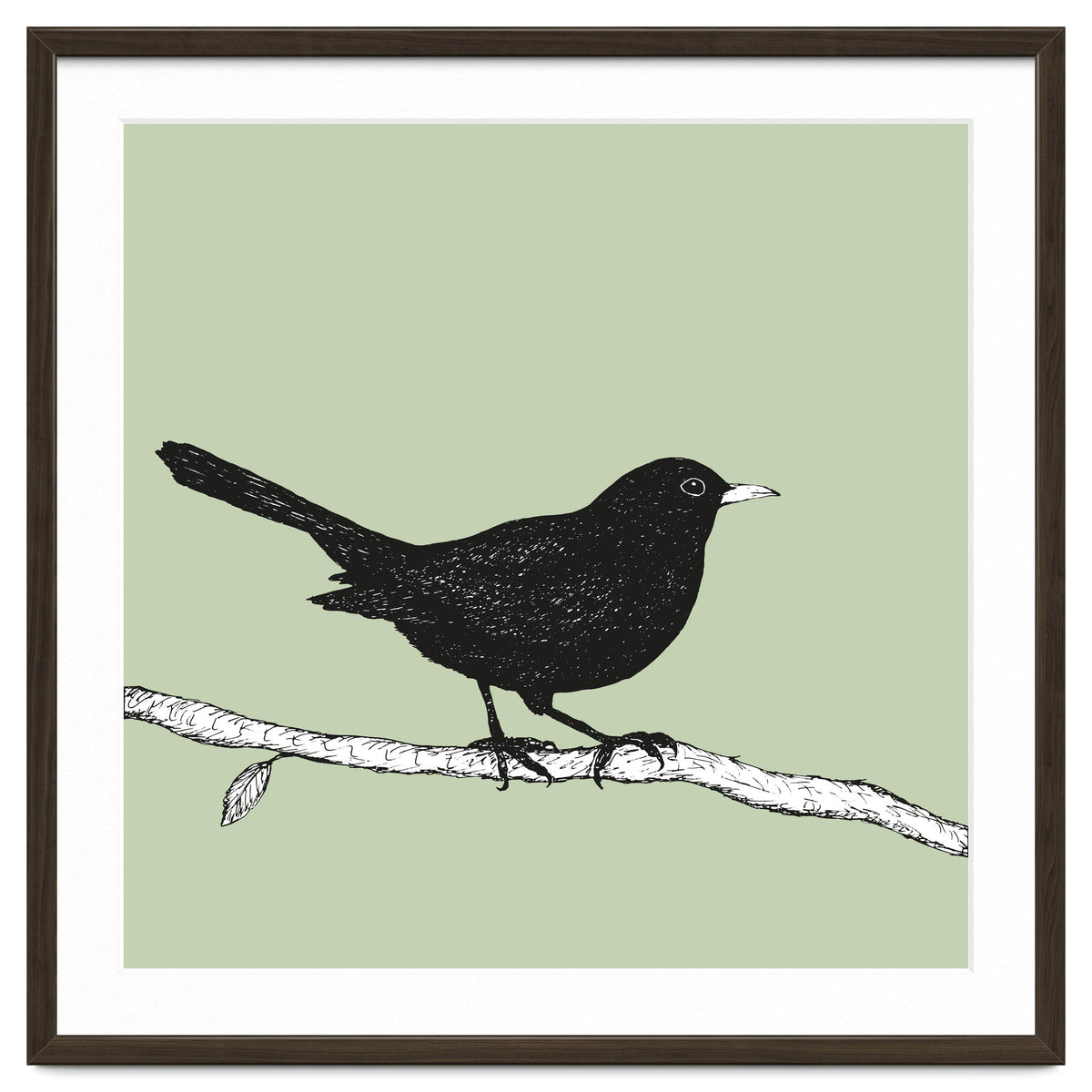 Blackbird pen drawing