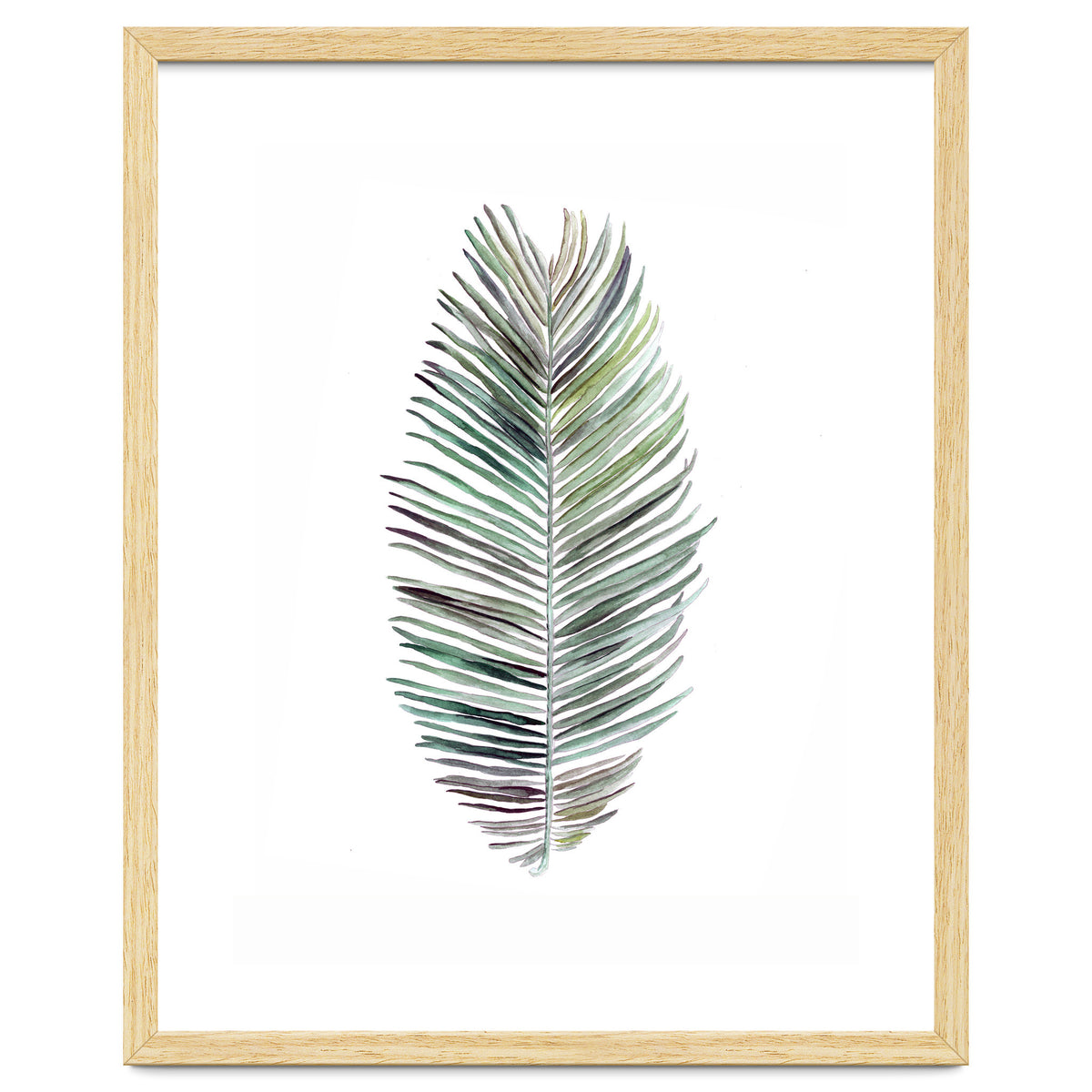 Botanical Illustration Cocos Palm
