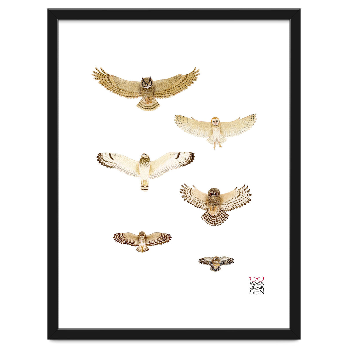 Typical owls & Barn owl