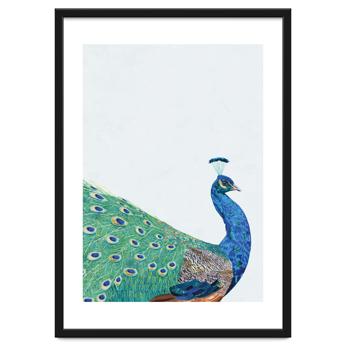 Peacock Portrait