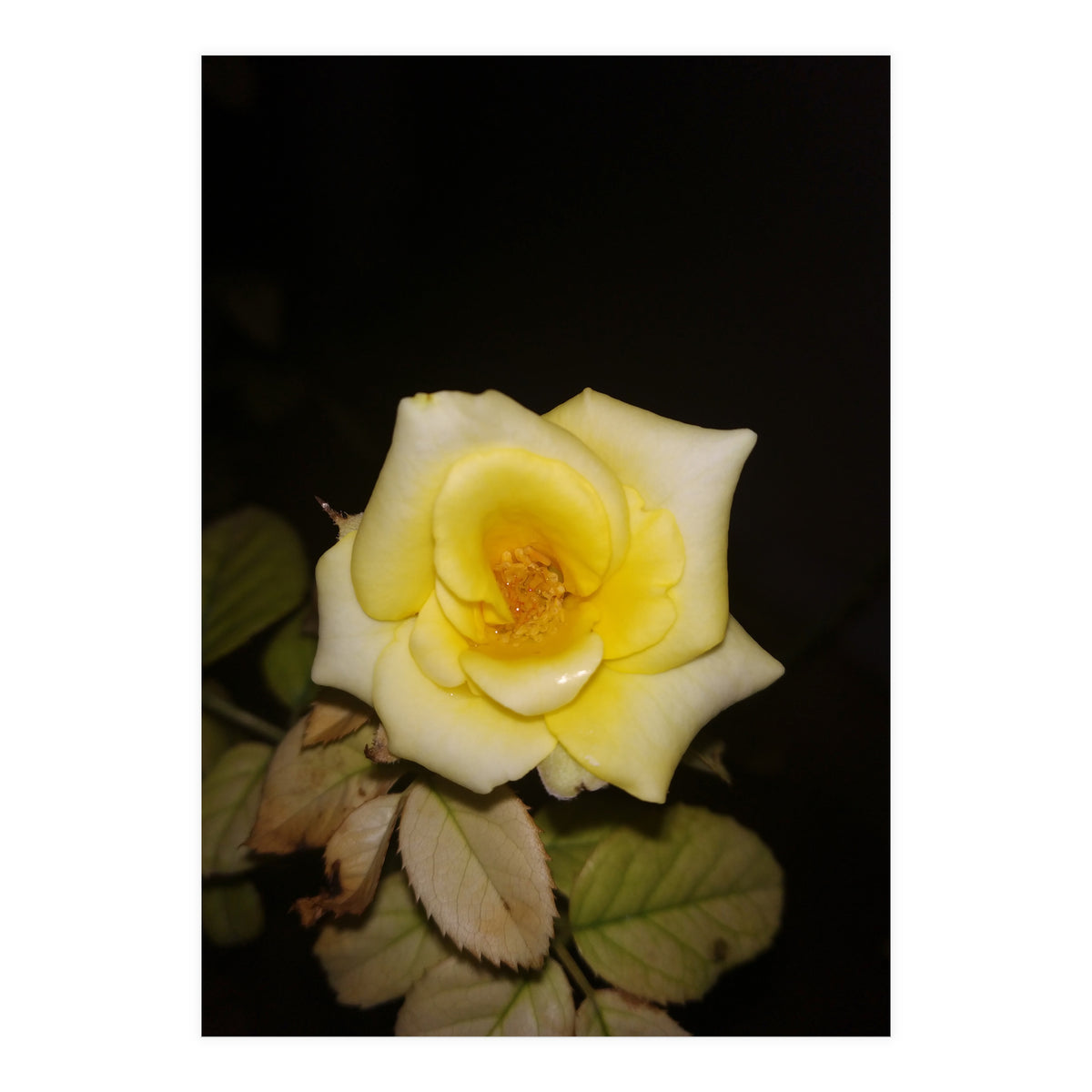 Yellow Rose (Print Only)