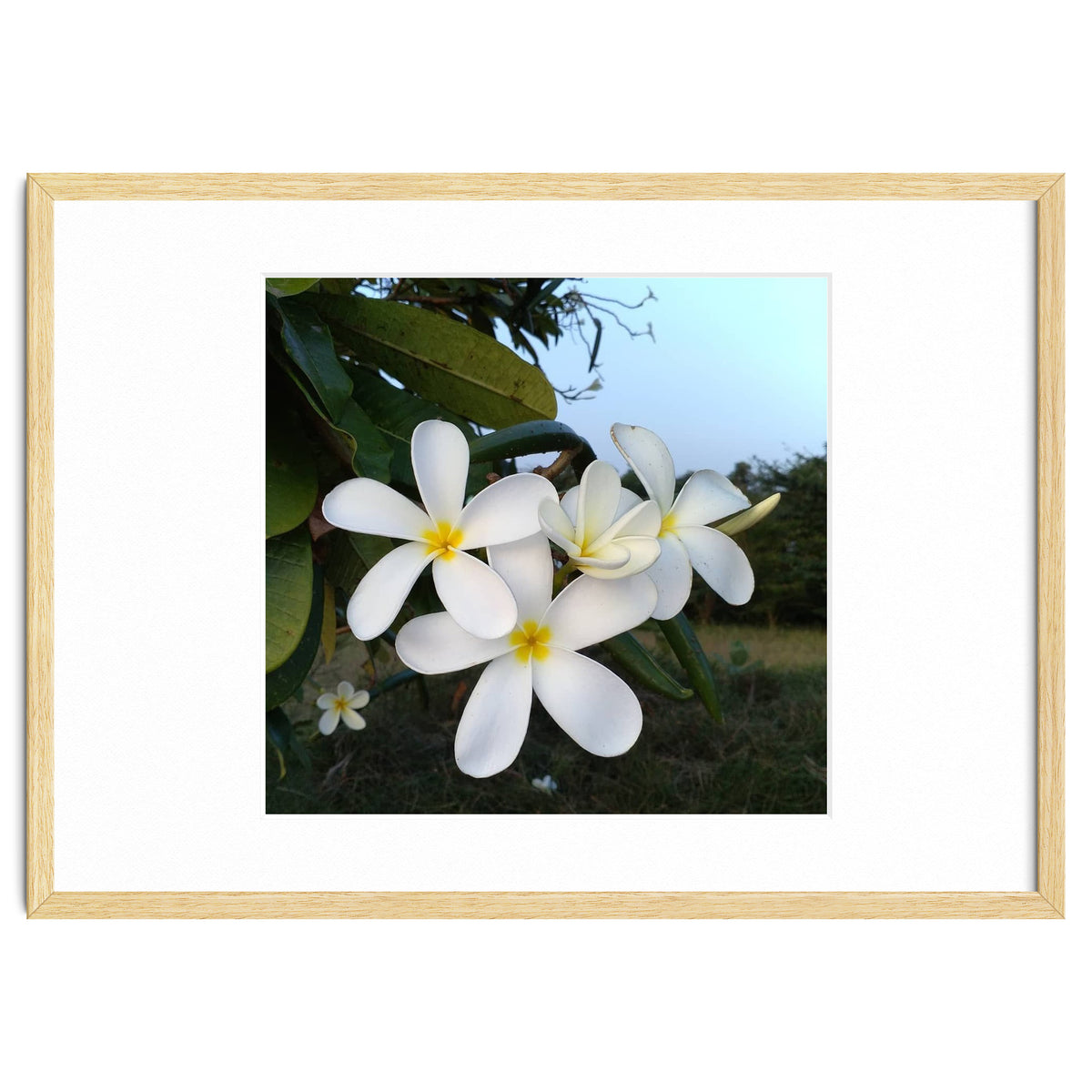 Frangipani