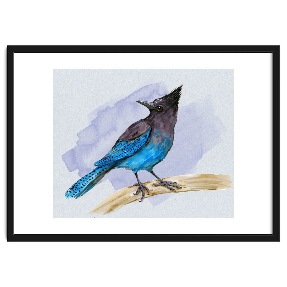 Steller's jay watercolor