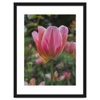Yorkshire Tulip