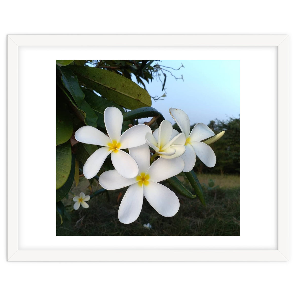 Frangipani