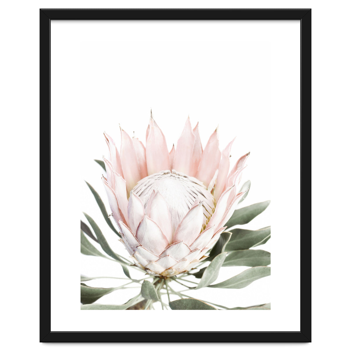 Blush Protea Flower