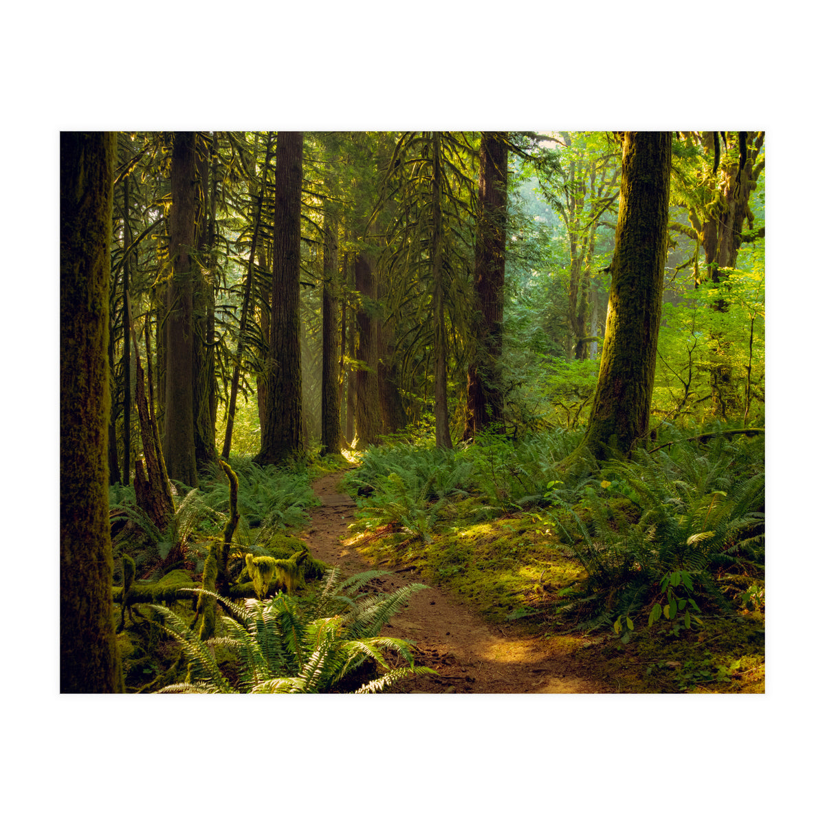 Old Growth Forest (Print Only)