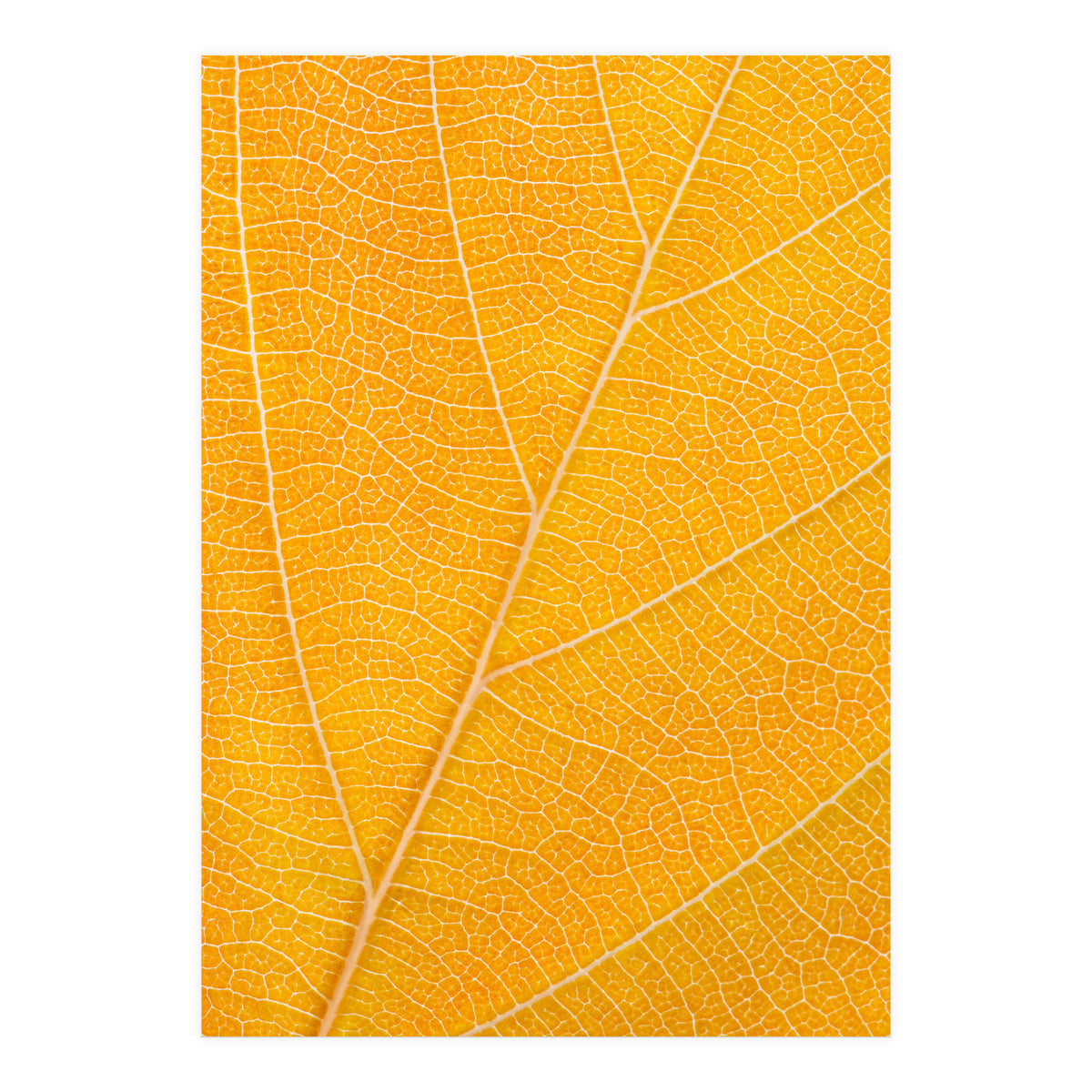 Autumn Leaf (Print Only)