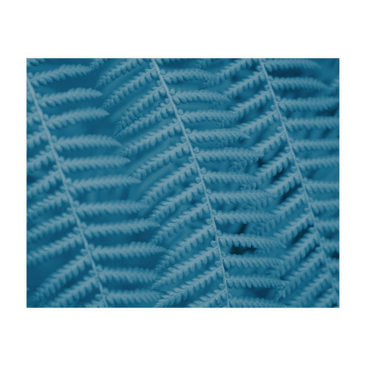 Pteridopsida 3 (Print Only)