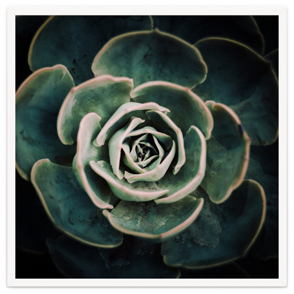 DARKSIDE OF SUCCULENTS IV-A