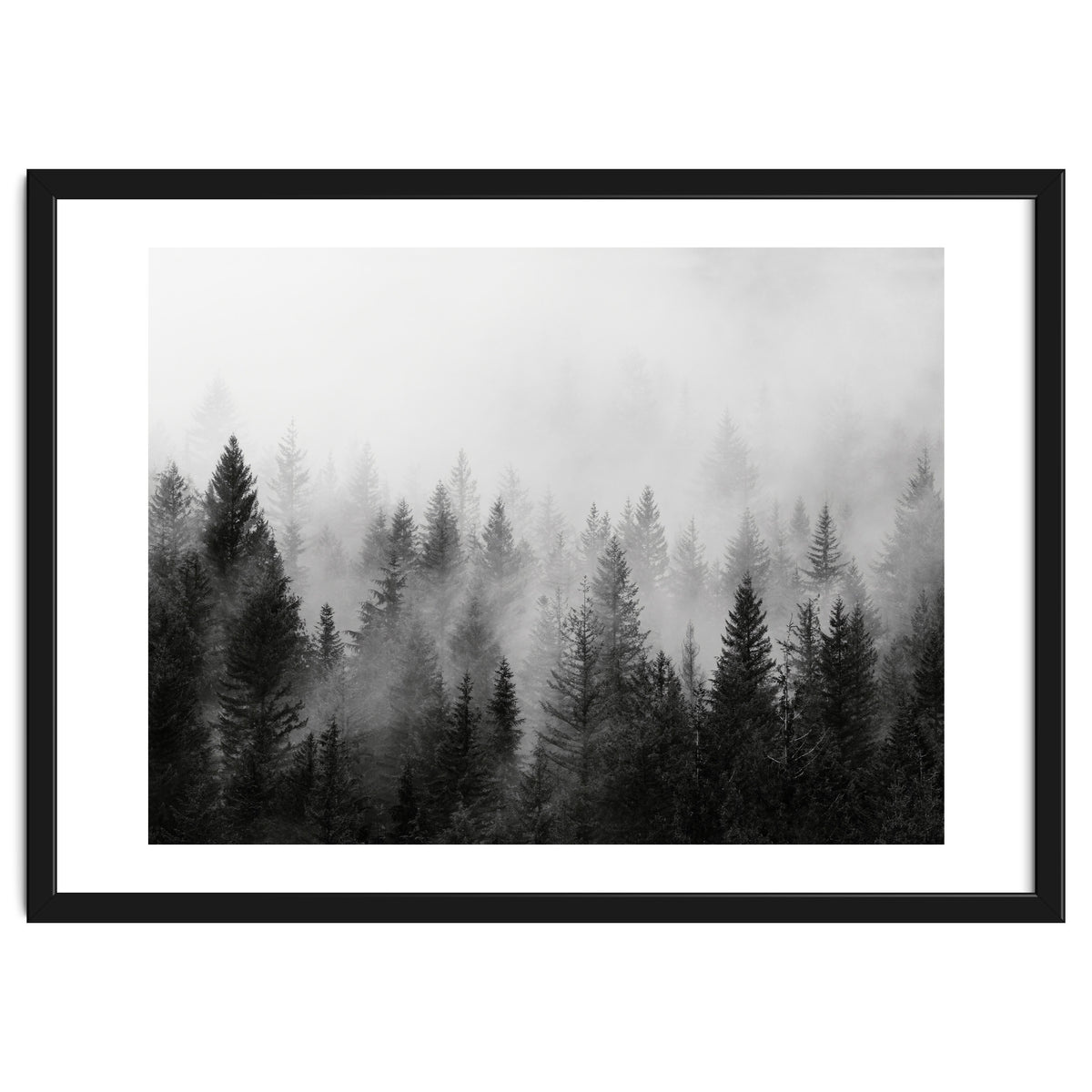Black and White Forest