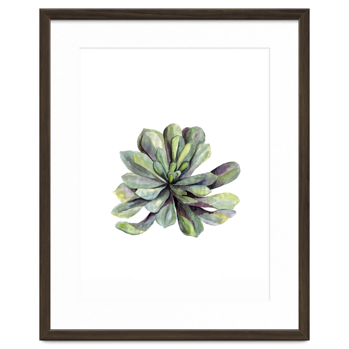 Botanical Illustration Succulent