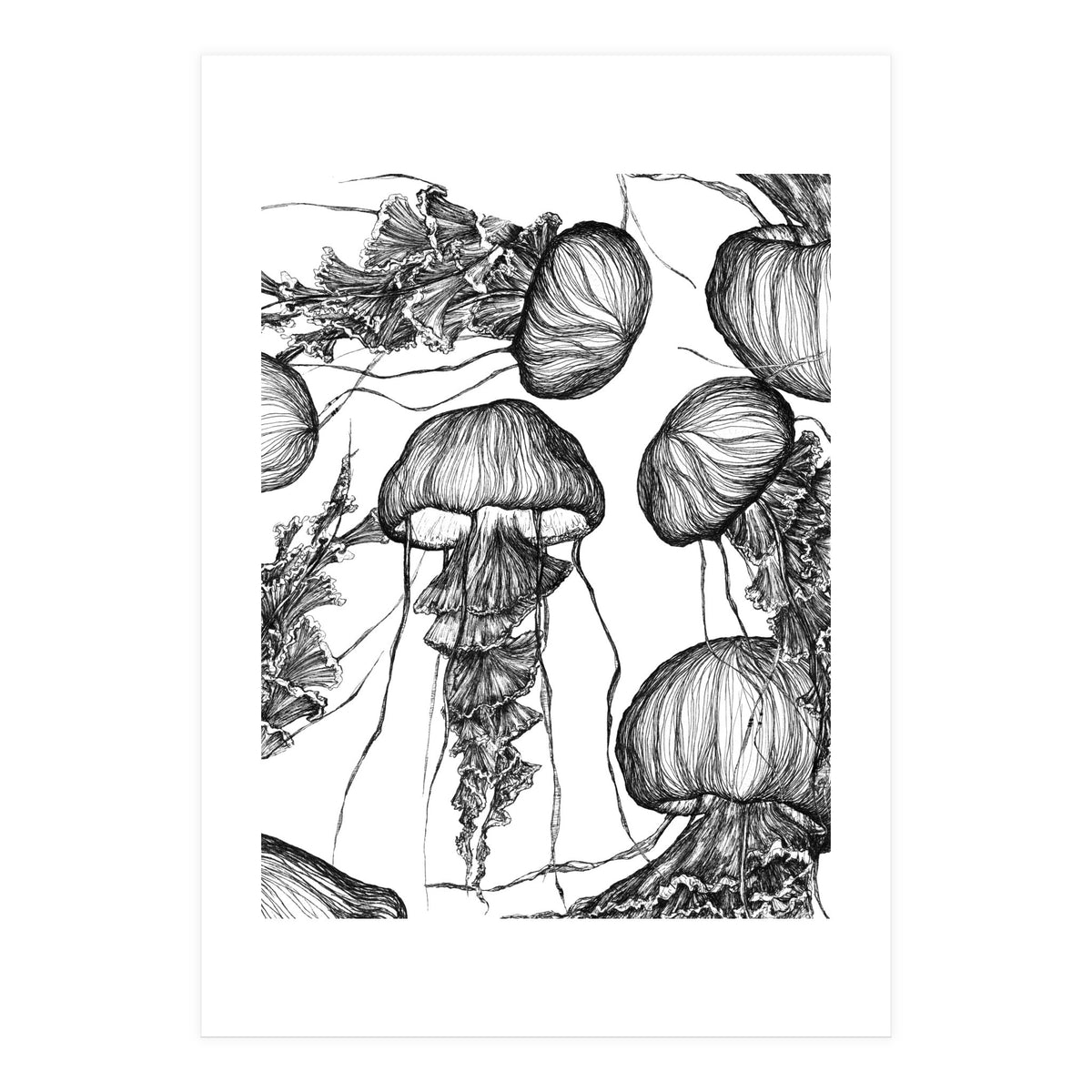 jellyfish (Print Only)