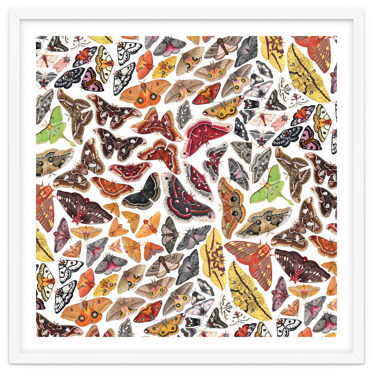 Saturniid Moths of North America Pattern