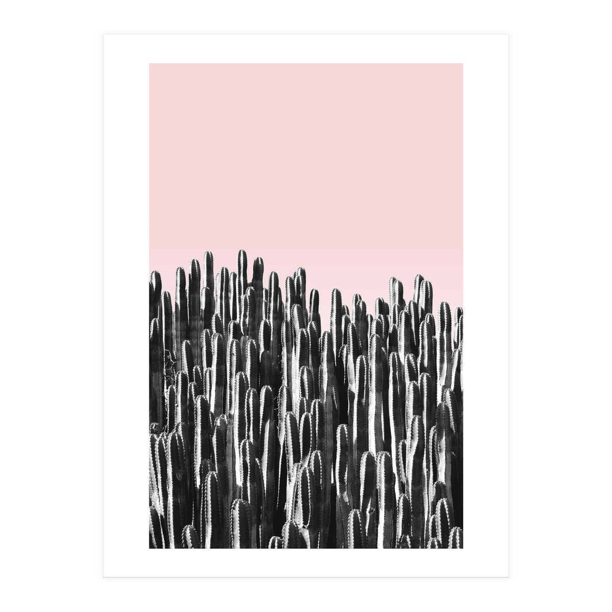 Cactus B&W & Sunset (Print Only)