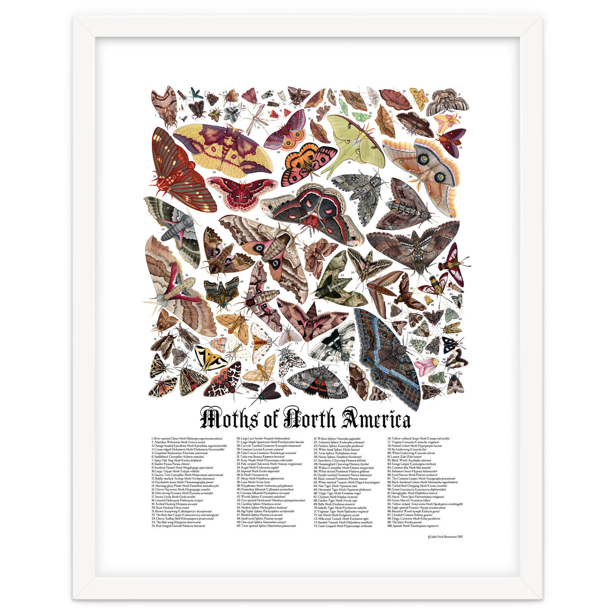 Moths of North America