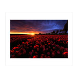 Red And Blue (Print Only) thumbnail