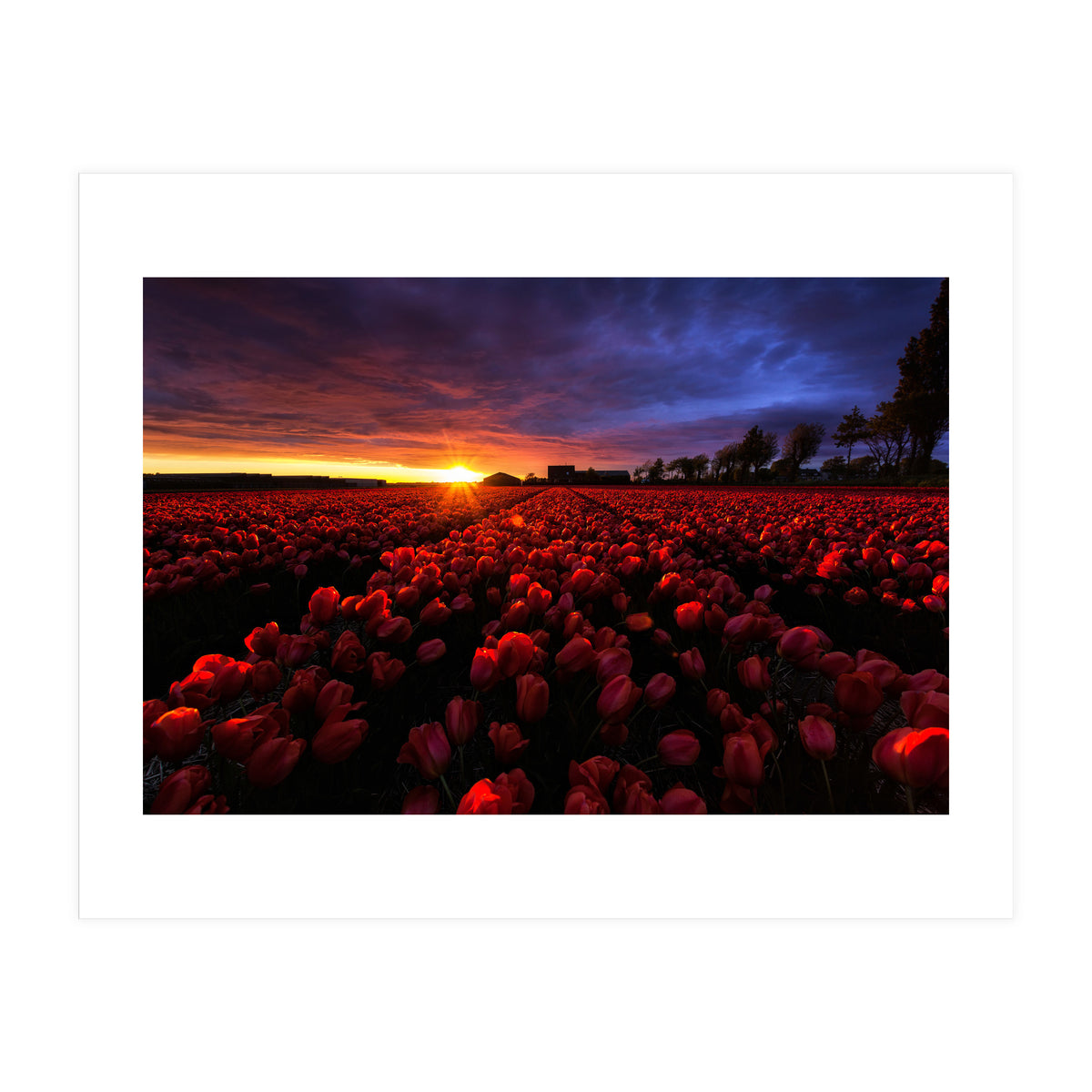 Red And Blue (Print Only)