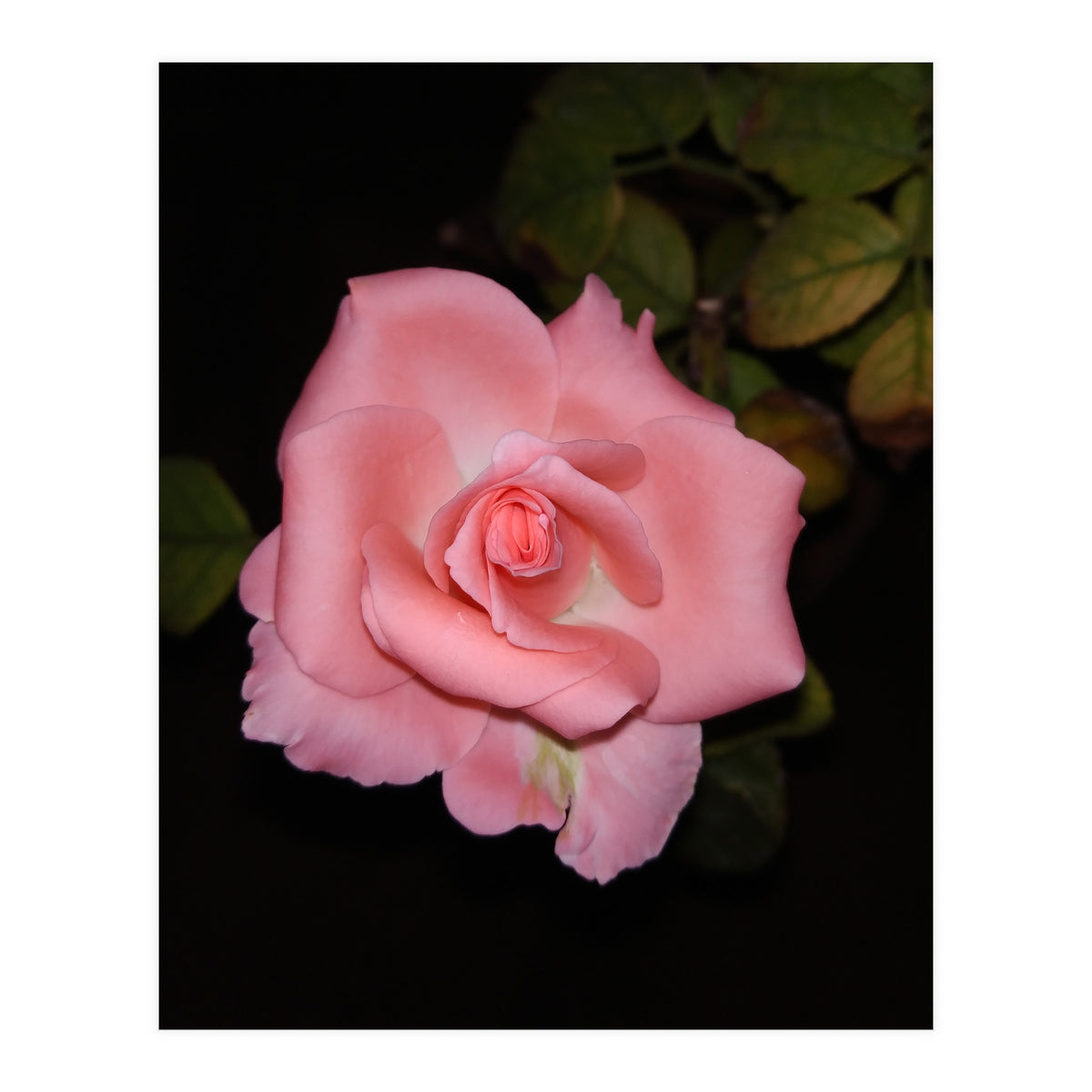 Pink Rose Floral (Print Only)