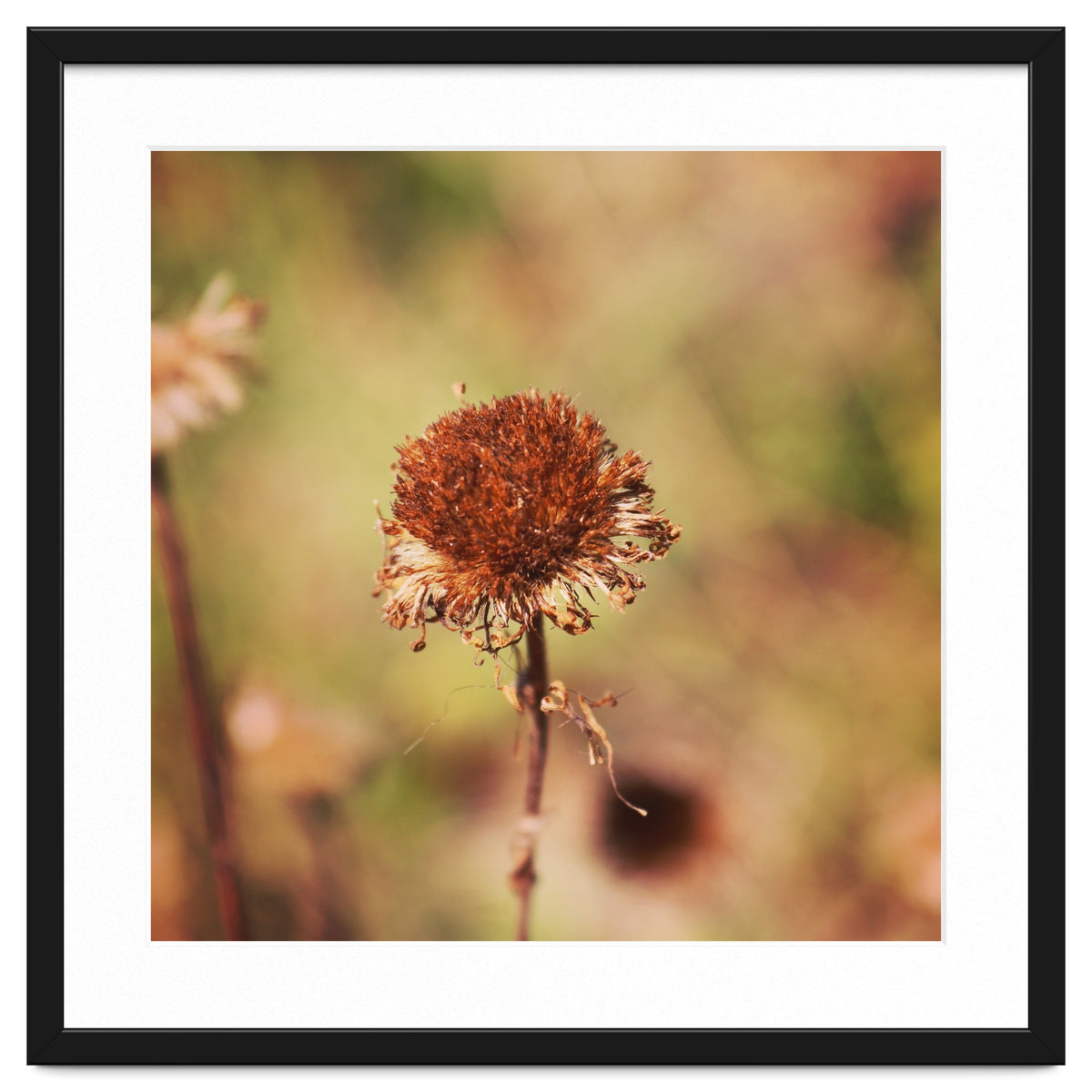 dried daisy