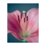 Allure (Print Only) thumbnail