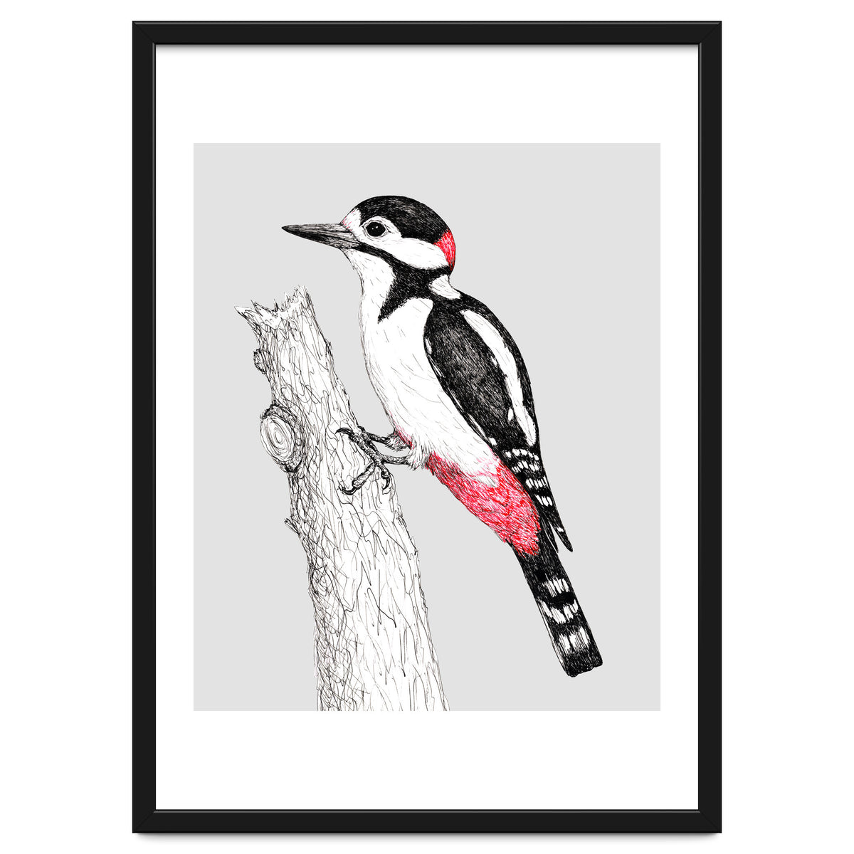 Great spotted woodpecker