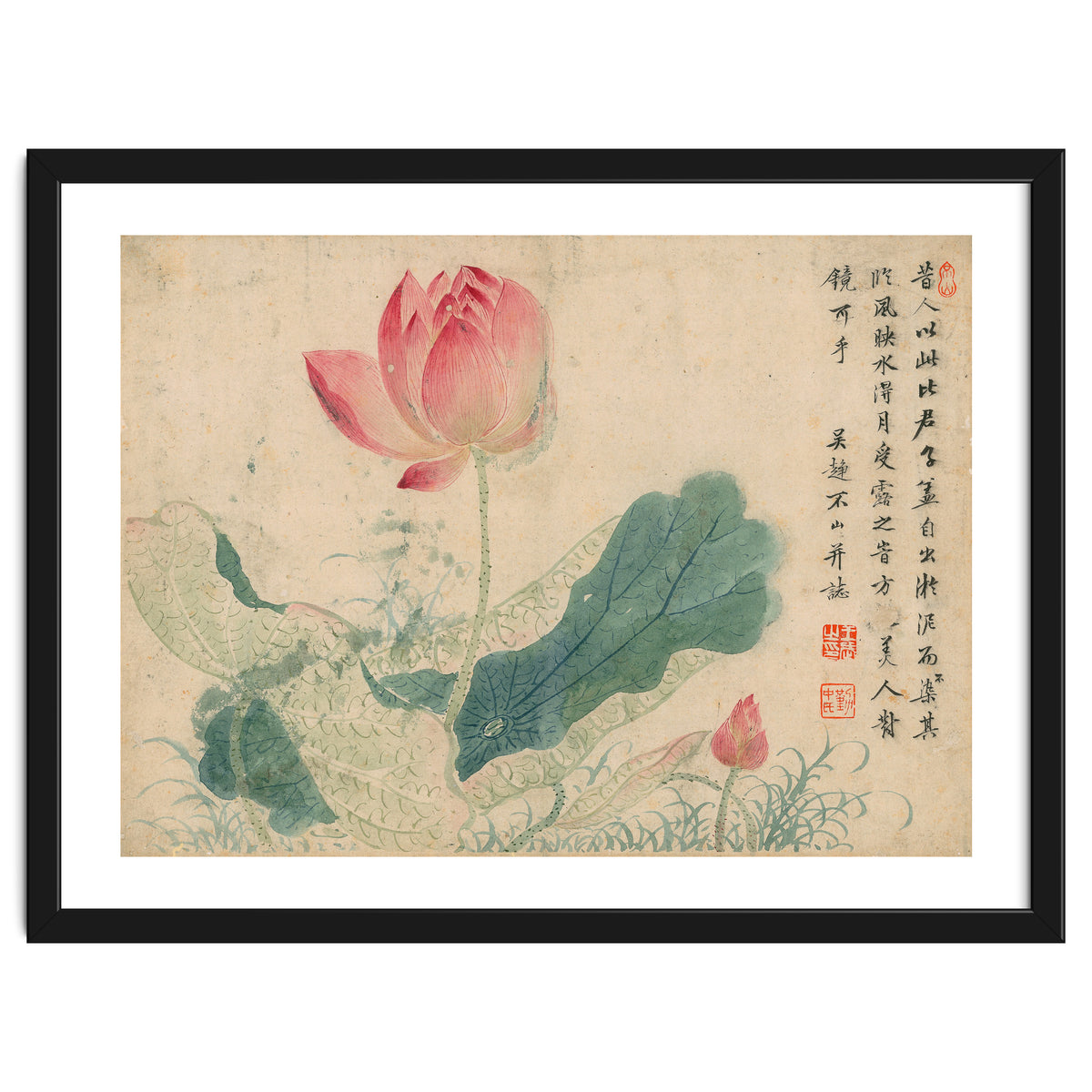 Qing Wangwu Flower album, lotus, lotus leaf, pond, copy of water grass