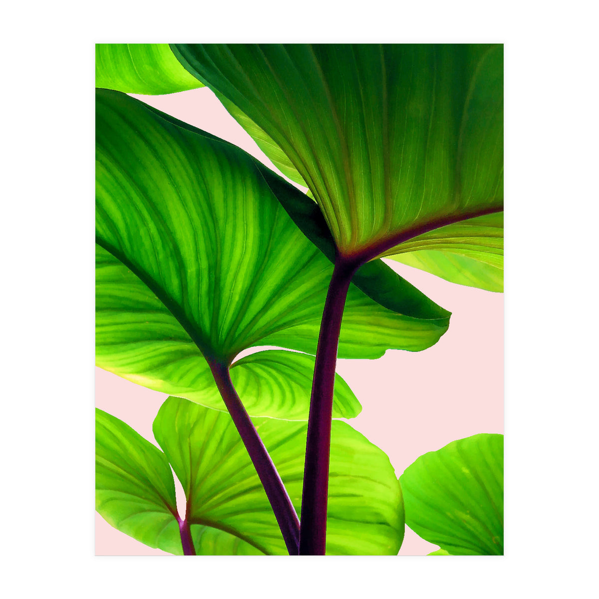 Charming Sequence (Print Only)