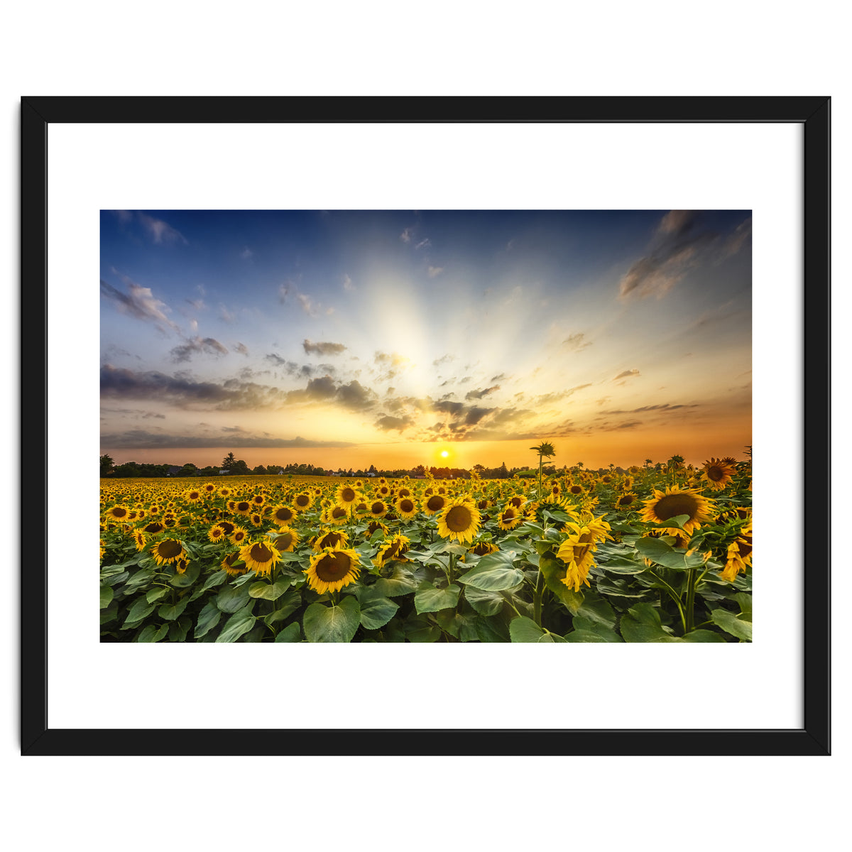 Sunflower field in the evening