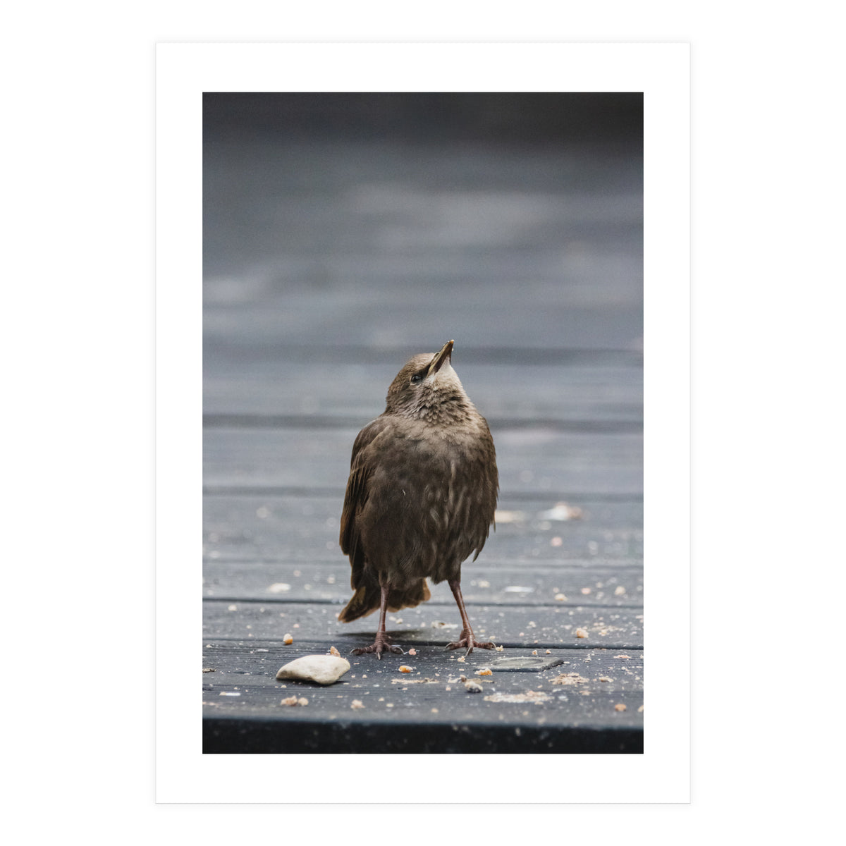 Treading the boards (Print Only)