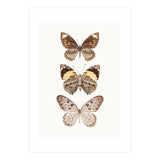 Cc Butterflies 06 (Print Only) thumbnail