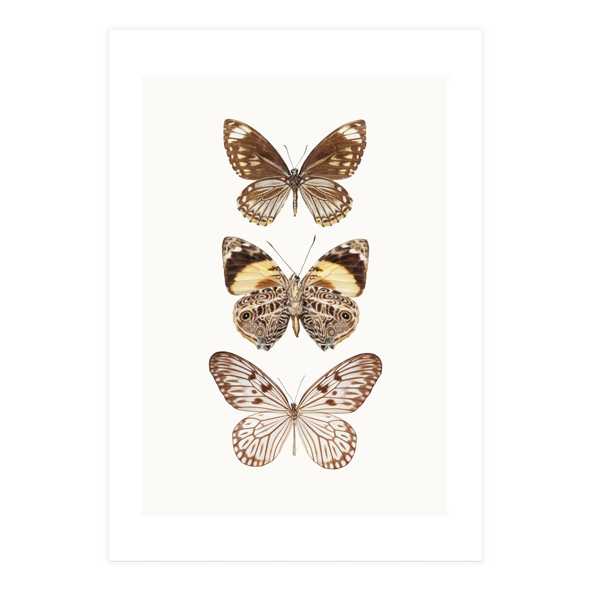 Cc Butterflies 06 (Print Only)