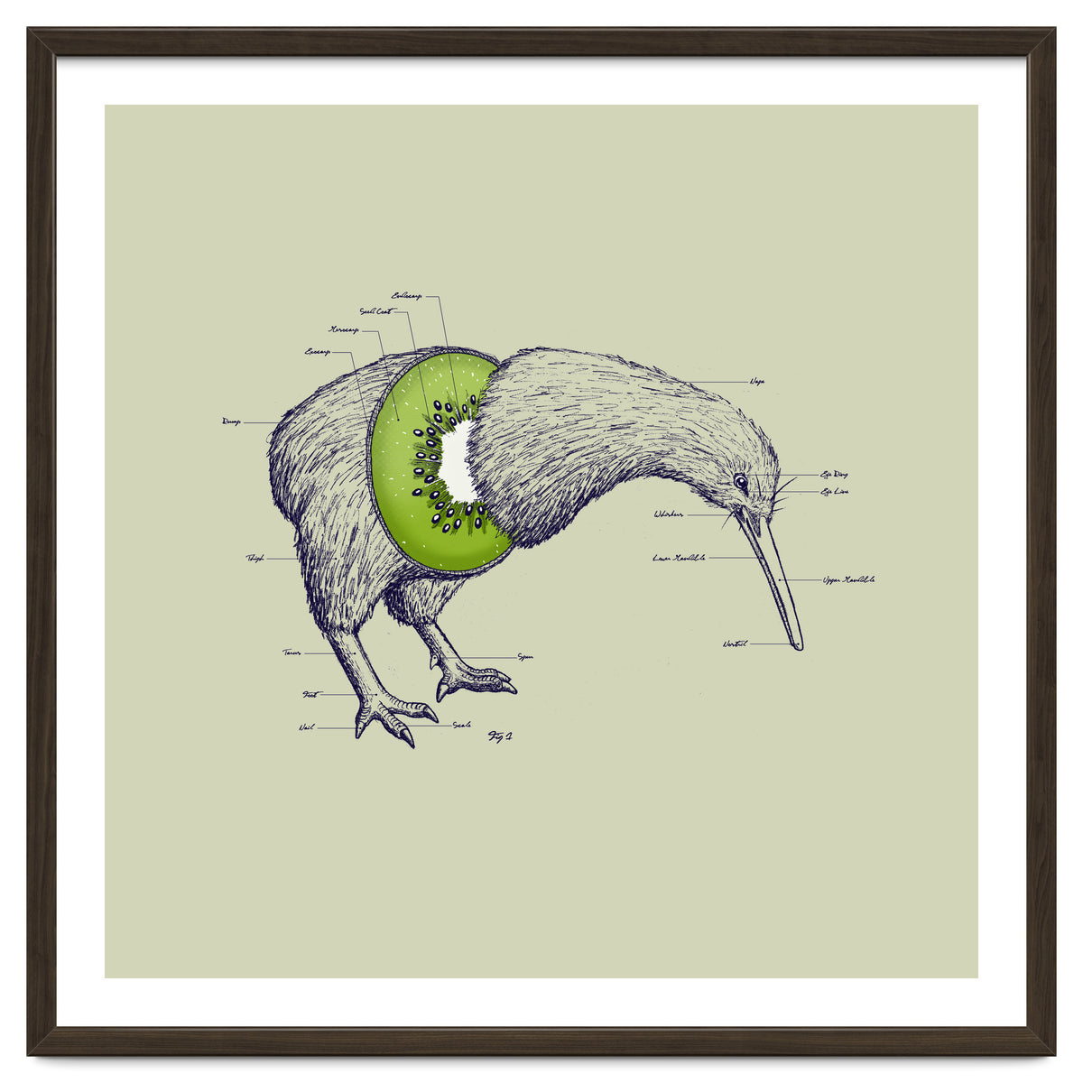 Kiwi Anatomy