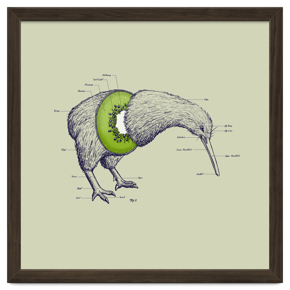 Kiwi Anatomy