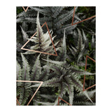 Fern Art (Print Only) thumbnail