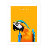 Macaw (Print Only) thumbnail