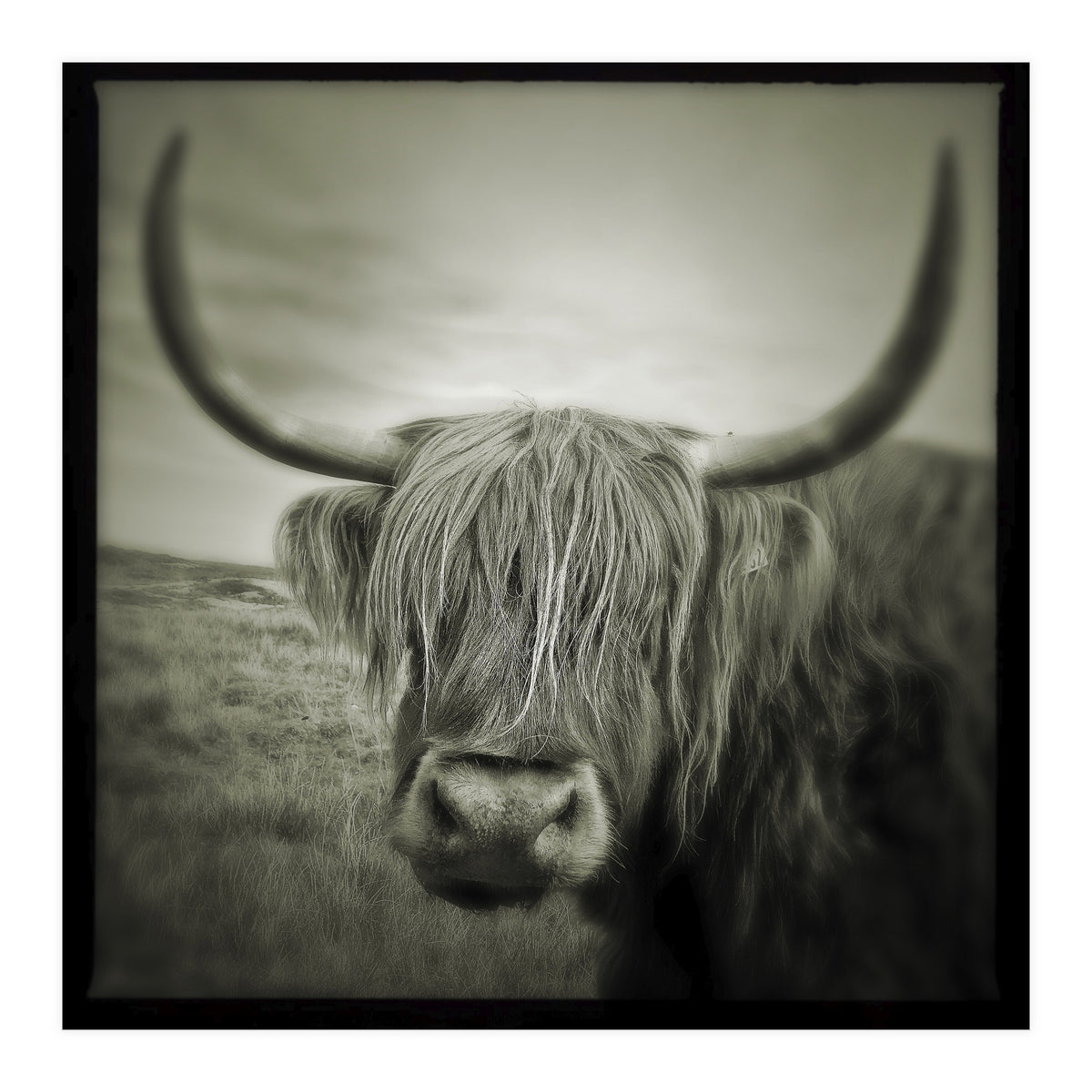 Elgol Cow (Print Only)