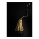 Gourds No 12 Color Version (Print Only) thumbnail