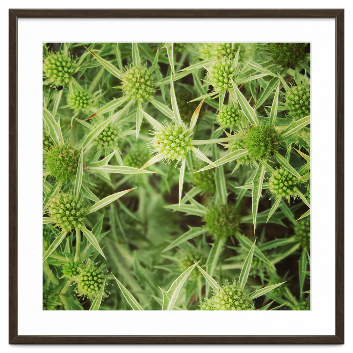Green thistles