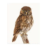 Cc Birds 10 (Print Only) thumbnail