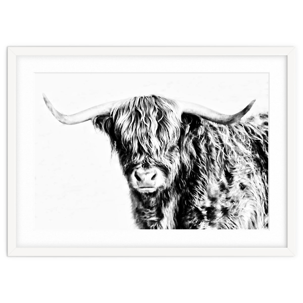 Highland bull