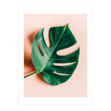 Monstera Shadow (Print Only) thumbnail