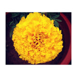 Yellow Chrysanthemum (Print Only) thumbnail