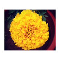 Yellow Chrysanthemum (Print Only)