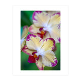 Orchidee Phalleanopsis (Print Only) thumbnail