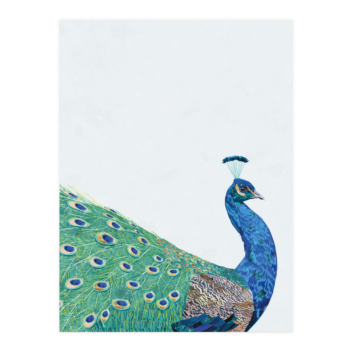 Peacock Portrait (Print Only)