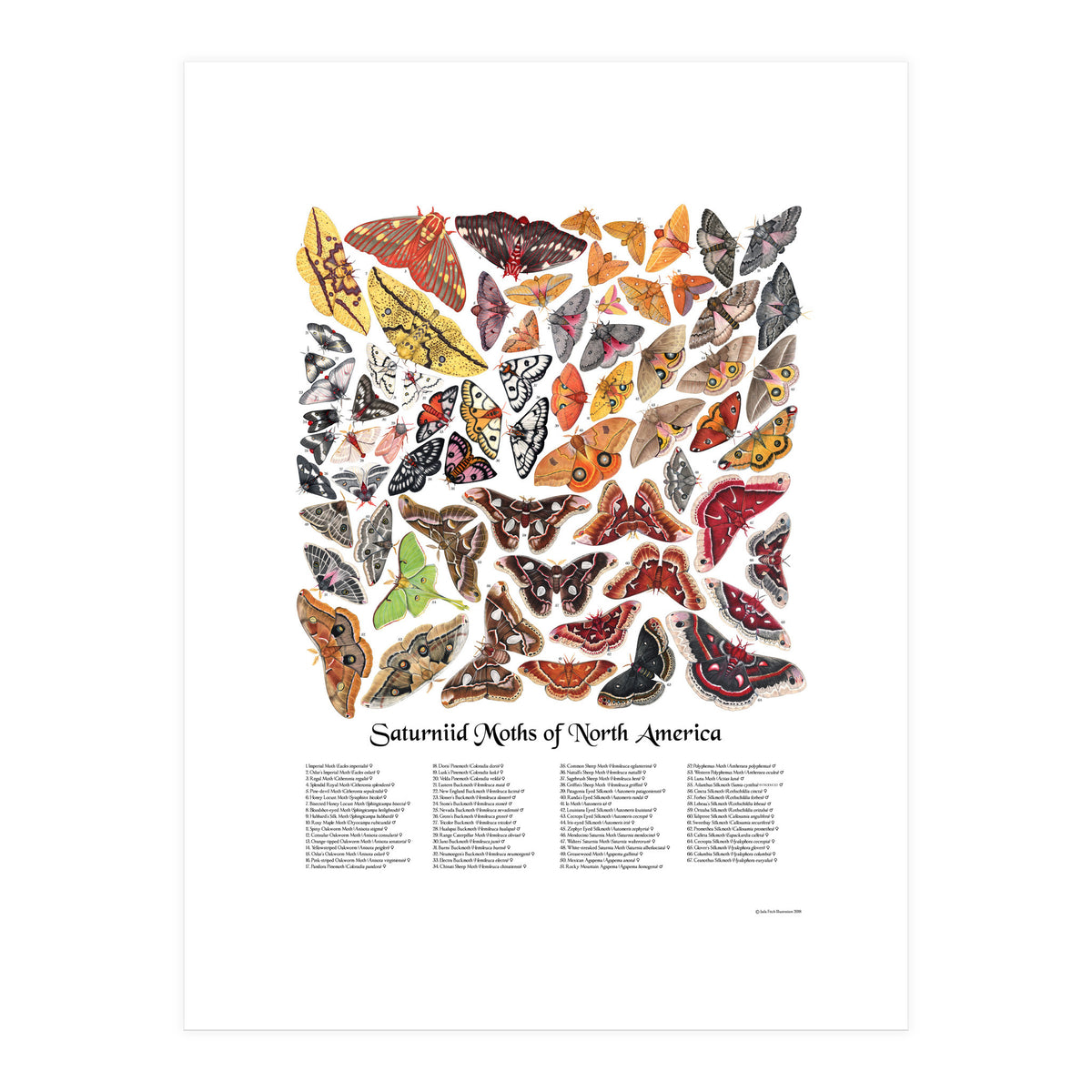 Saturniid Moths of North America (Print Only)