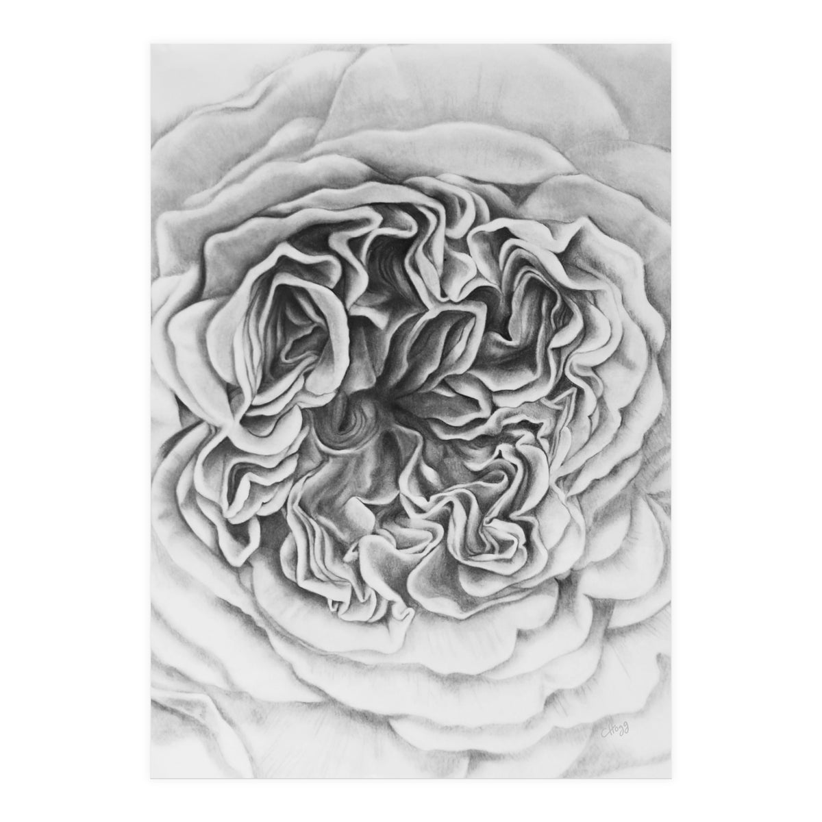 A Rose in Monochrome (Print Only)