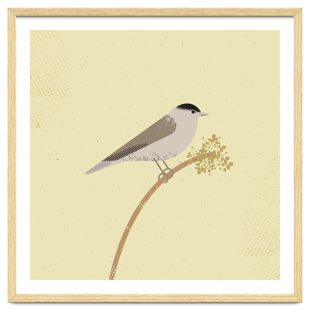 Blackcap